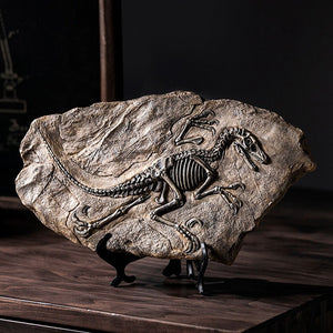 Vintage Fossil Collection